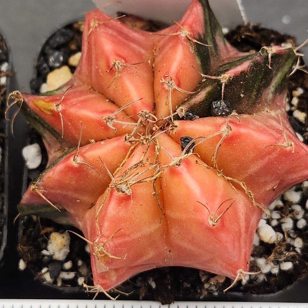 Gymnocalycium Mihanovichii Variegated Cactus Cacti Plant Gorgeous Pink #7750